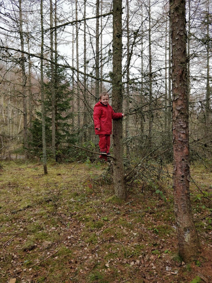 GorebridgePS's tweet photo. Extending our interest of tree climbing from the nursery garden into our woodland adventures.
#risktakingsafely
#childinterest
#extendingthelearning
@MidEYofficers @MidEYLCOL @MidEarly https://t.co/6GIygrnlhO