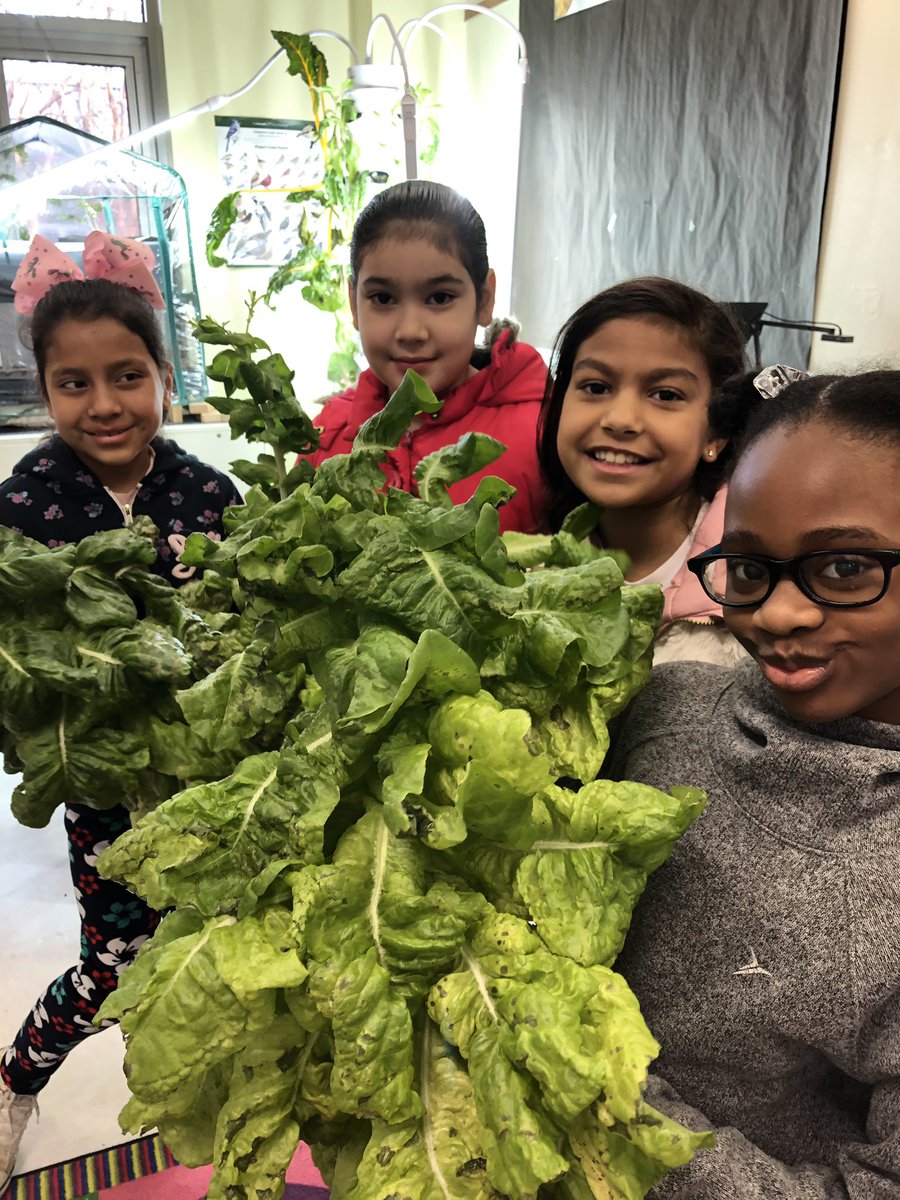 Our AU friends are working hard on their pollinator garden and our third graders harvested their indoor winter garden. <a href="/MECME_School/">MillbrookElem</a> <a href="/lizgarreau/">Elizabeth Garreau</a>
