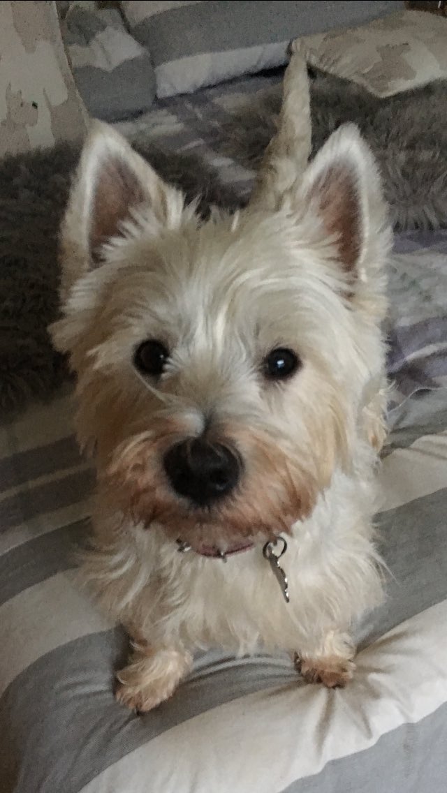 Does this face have mischief written all over it? 🐾😇😈😂#maggiethewestie
