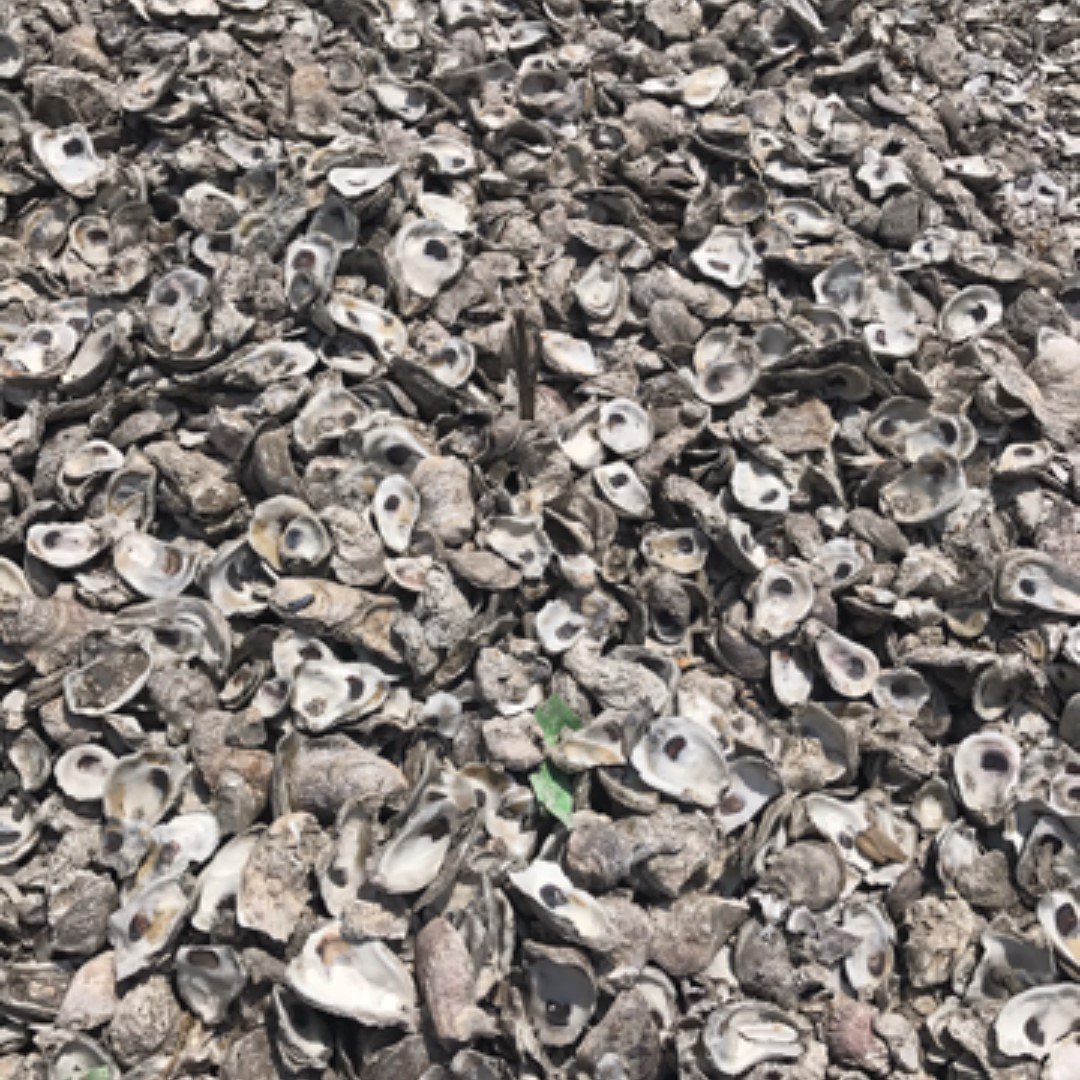 terrysoysters's tweet photo. Recycle your shells... Scientists now know that natural oyster shell provides the best surface for raising new oysters and restoring oyster reefs.

#nola #wildcaught #terrysoysters #oysters #localseafood #gulfoysters #lousianaoysters #gulfcoastoysters #louisianaseafood https://t.co/ORvq8bJZSD