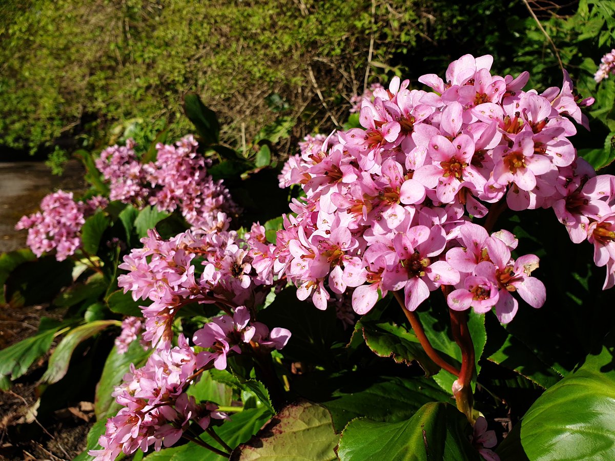 christophhowell's tweet photo. A plant often taken for granted but look at this show~ Bergenia cordifolia enjoying the sunshine today @BhamBotanicalGd https://t.co/aFMNGJ1dbo