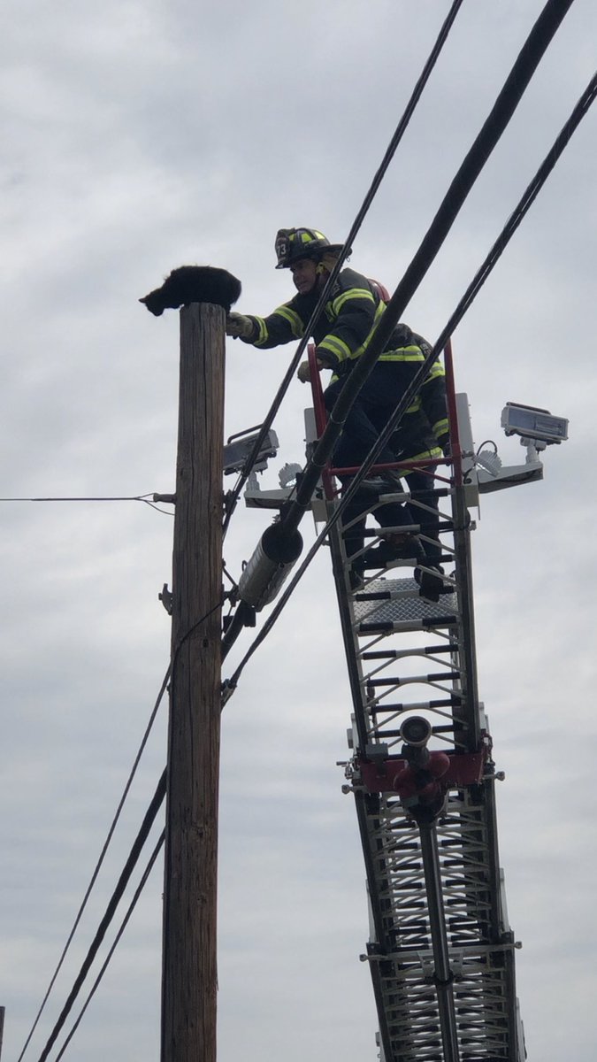 monique hall tweet media