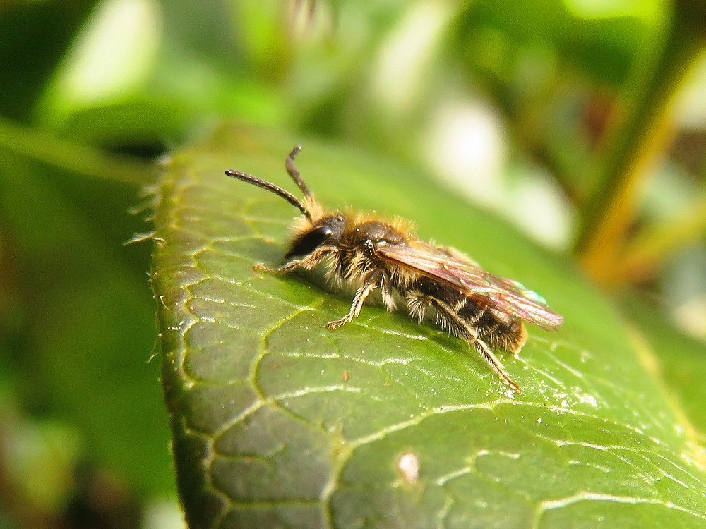 Een mannetje zandbij die nog wat moet opwarmen in de zon. Welke soort het is, durf ik niet te zeggen. De mannetjes van de diverse soorten lijken erg op elkaar.