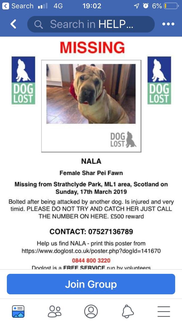 Joerrfc55's tweet photo. This wee dogs a true blue💙 please retweet for wee Nala 💙💙 https://t.co/EEDAsugzNI