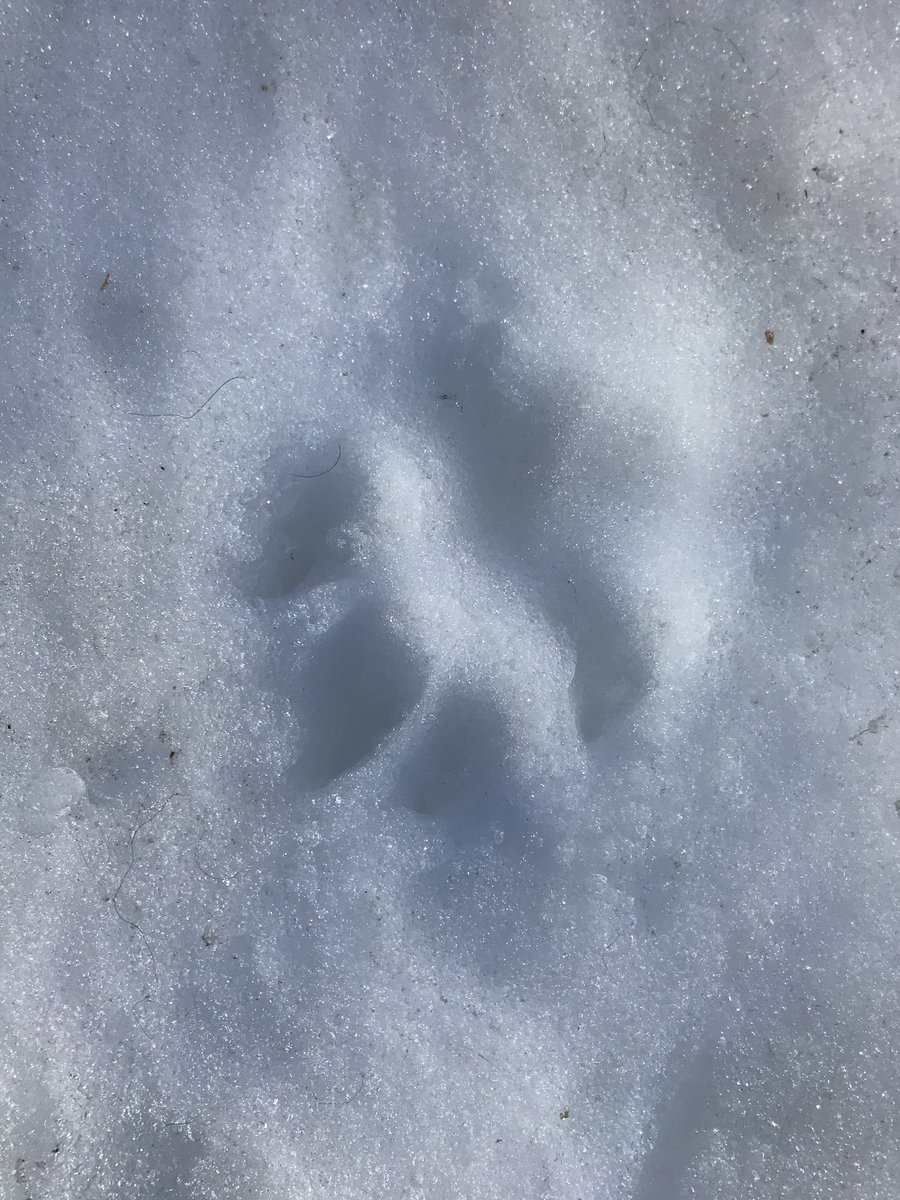 CamroseGC's tweet photo. Our Dog Off-Leash Area will be CLOSED tomorrow, March 20th 🐾🐕 #MultiUseFacility ...but tell your little fury friends not to be sad, as they can come back again next year 🐾🐩 https://t.co/6kV2VjxRdl