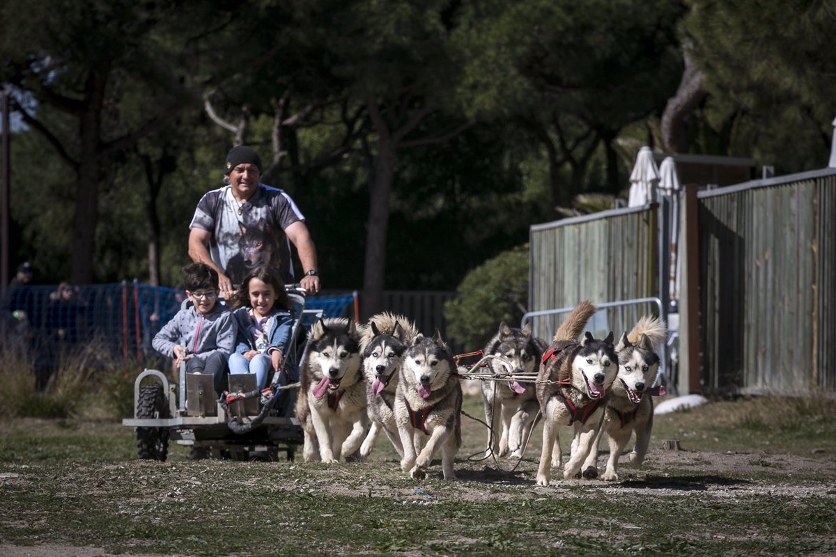 GosArtic's tweet photo. La promoció de l’esport amb gossos és un dels objectius del #DogDay2019. No us podeu perdre la xerrada que farem sobre el múixing i les seves disciplines a la nostra carpa de formació. Més info 👉🏻 https://t.co/8P2EtCyQZa 🐕🚴🏻‍♀️🛷🎿🏃🏻‍♂️@GOSesport  @AjuntamentGava @Affinitypetcare https://t.co/W4XbYvHfpY