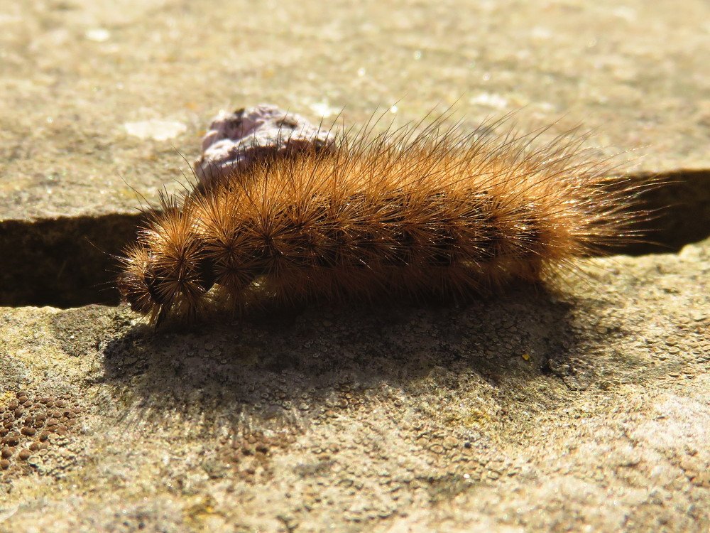 Ik denk de rups van de nachtvlinder Kleine beer. Als rups overwintert en nu op zoek naar een plekje om te verpoppen.