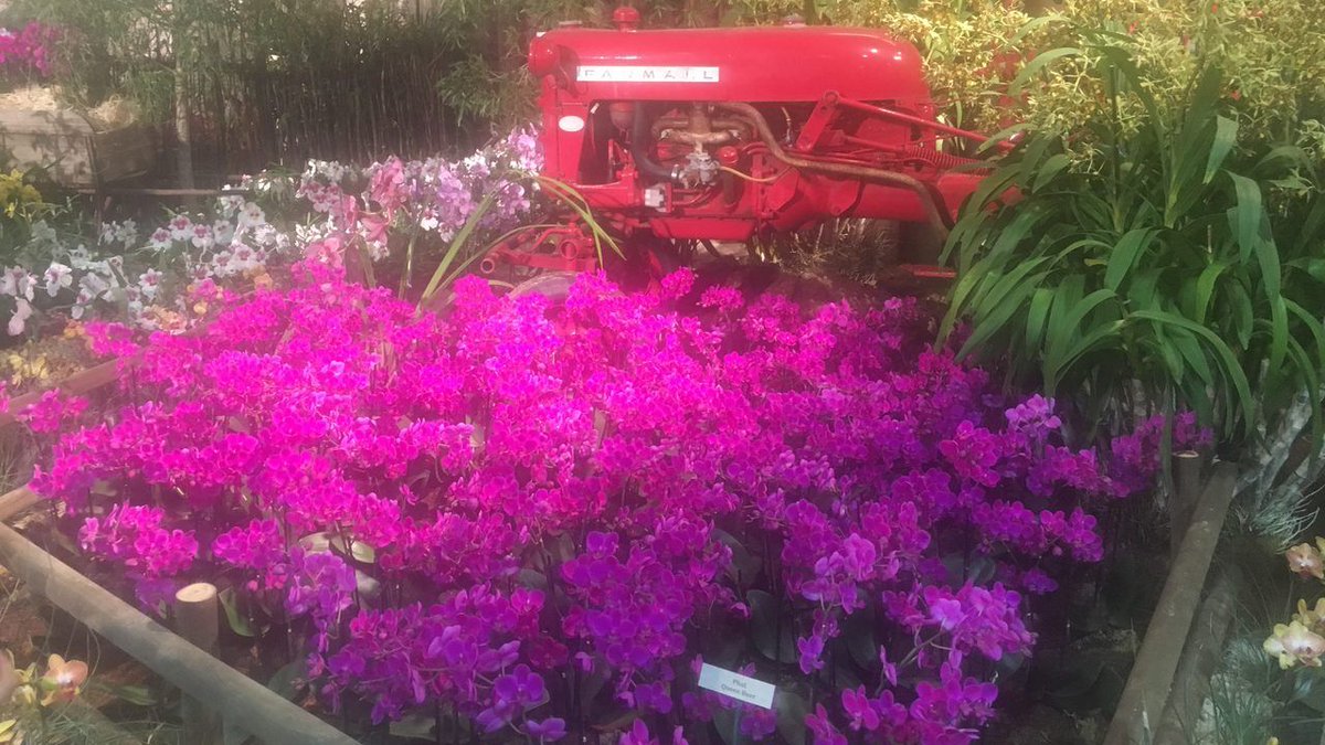 SBOrchidShow's tweet photo. Thanks to @KEYTNC3, you can see what you might have missed at the 74th annual Santa Barbara International Orchid Show! https://t.co/6C5FHKYMYT #SBIOS #orchids #InCaseYouMissedIt #flowers #SantaBarbara https://t.co/34sr3V5LUq