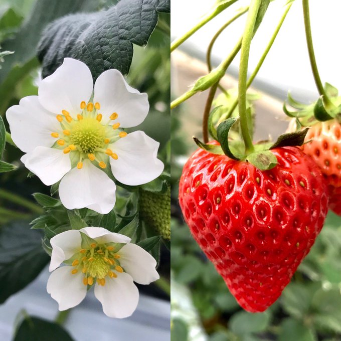 いちごは果物ではなく野菜 理由を解説 おかずになるレシピも紹介 お食事ウェブマガジン グルメノート