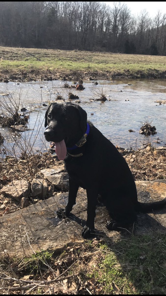KennyPitts5's tweet photo. Magnum enjoying a beautiful afternoon at #hiddencreek https://t.co/e0ztjme9CZ