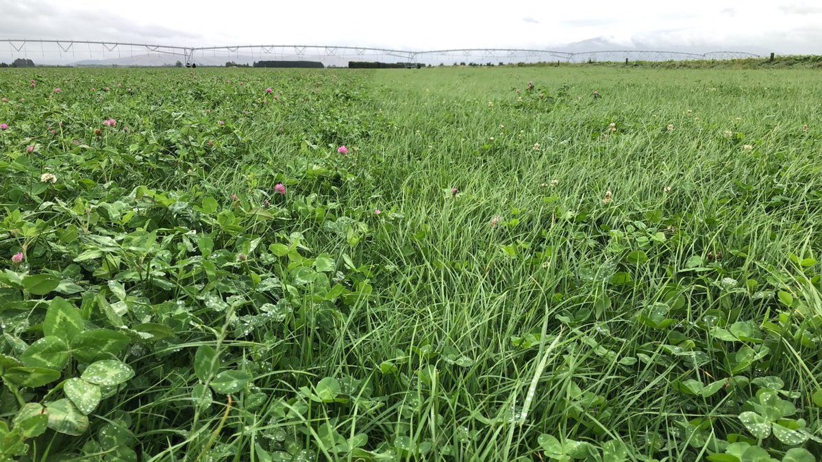 The power of #RelishRedClover on the left of the photo!Adding yield &amp;quality to this mainly cut &amp;carry runoff paddock of Prospect perennial and #TributeWhiteClover . Left = addition of 4kg #Relish, right = no #Relish