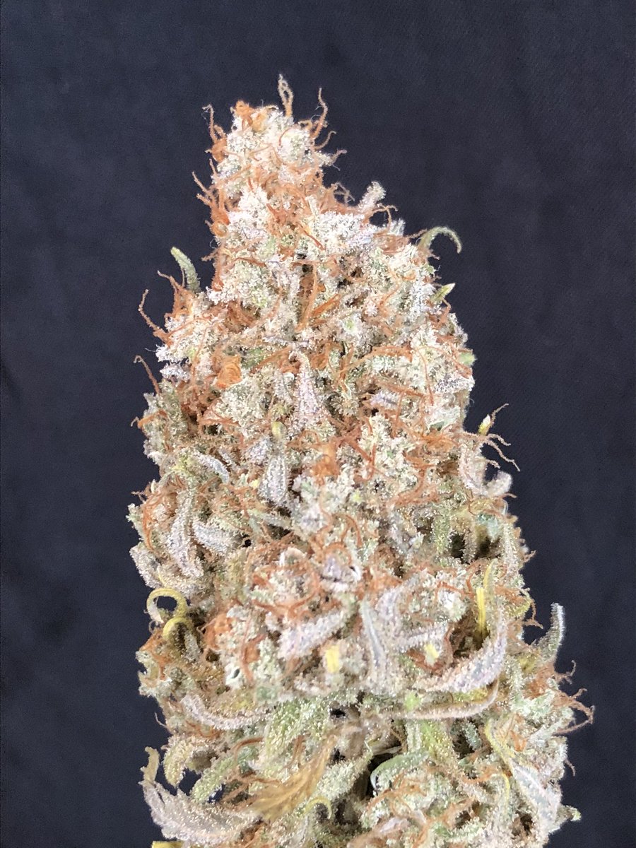 GreenBox Grown (@GreenBoxGrown) / Posts / X