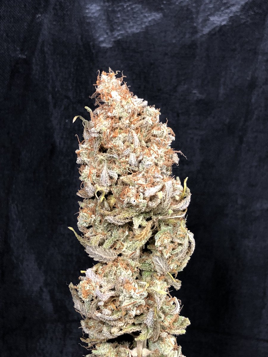 GreenBox Grown (@GreenBoxGrown) / Posts / X