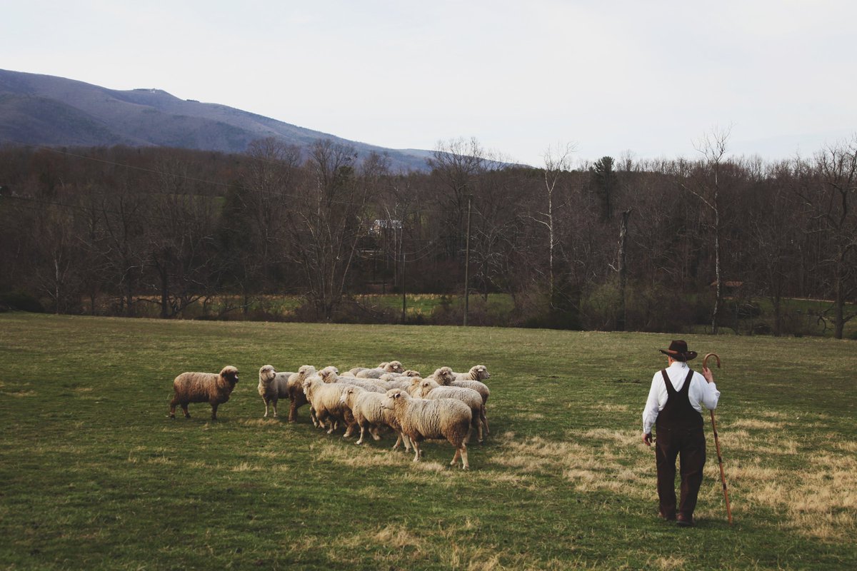 CestariWool's tweet photo. This article was published in Modern Farmer: https://t.co/BnTNPzsAwY Thought you might enjoy reading it! #cestariyarns #teamwool #madeinamerica #buylocal #buyamerican https://t.co/78QJs8Rcd1