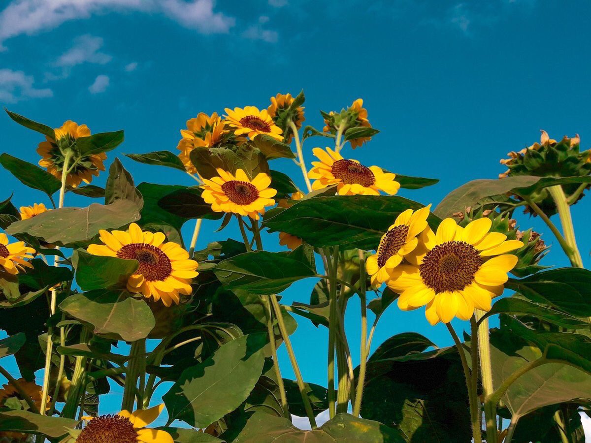 Despite knowing
They won’t be here for long
They still chose to live
Their brightest lives

- sunflowers🌻