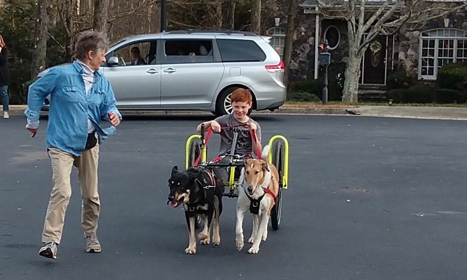dog_association's tweet photo. Dogs, sulkies, and children go together. https://t.co/6S30STusJQ