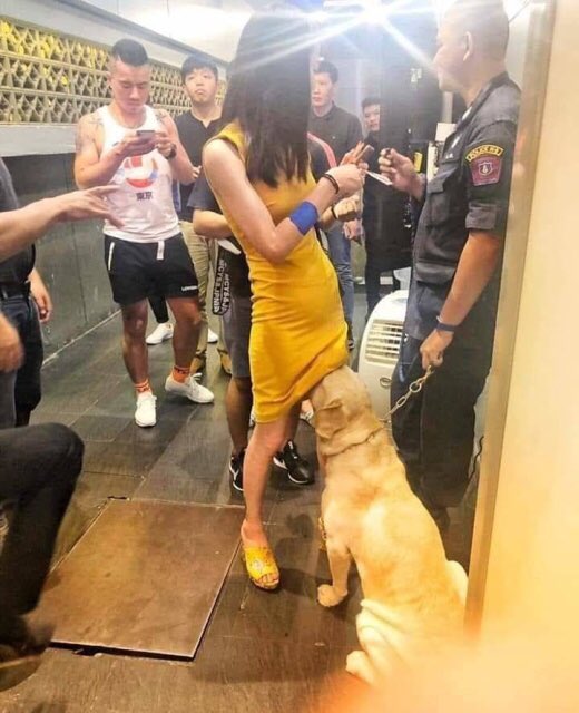 acidpicdump's tweet photo. Not sure what that security dog sniffed out.  #viralvideo #funny https://t.co/IWg5yS0DNp