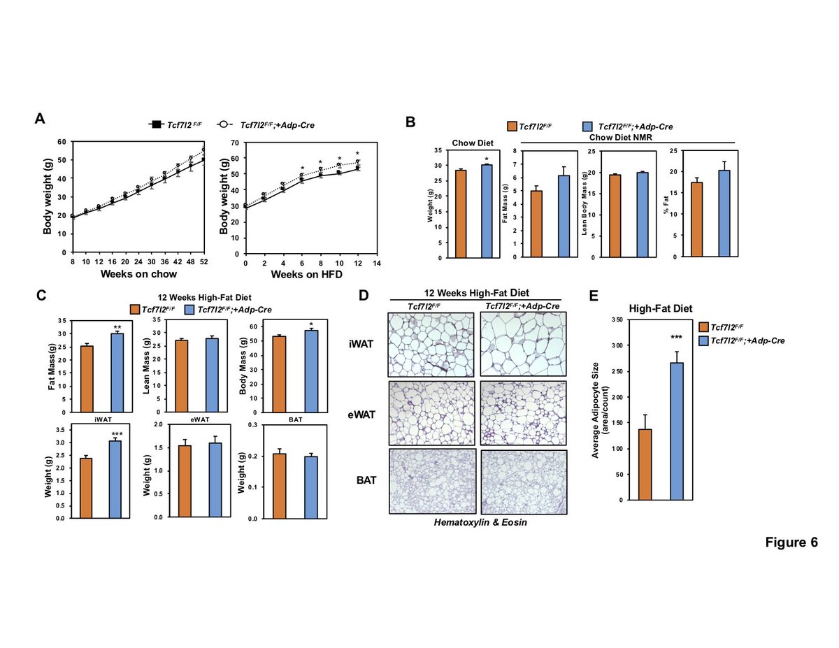 MolMetab's tweet photo. #TCF7L2 is a central transcriptional regulator of the #adipocyte #metabolic  program by directly regulating the expression of genes involved in #lipid and #glucose #metabolism.
#lipolysis #bodyweight #adiposetissue
https://t.co/PT8leQB6vV https://t.co/jWJ9ZELPEz