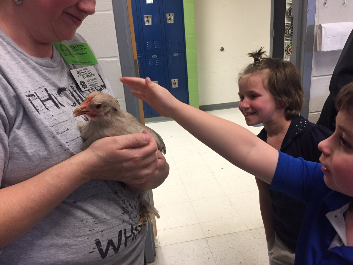 NorlieRene's tweet photo. First grade learned more about chickens today @NolaKWilson ! Thank you, Texas A&amp;M Agri Life Extension! https://t.co/NsODK4twEV