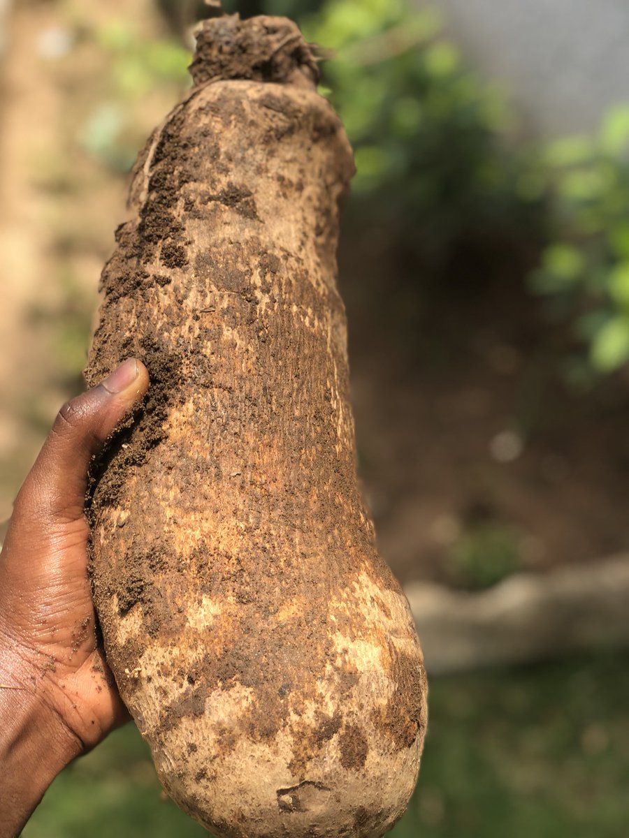 thatArchitect_'s tweet photo. Hi👋🏾! My name is Mahmoud Modi and I’m into Agribusiness. I supply Yam Tubers and do Architectural 3D models also. RT to help me reach my customers. #Thisismyhustle https://t.co/5EusmYdG0B