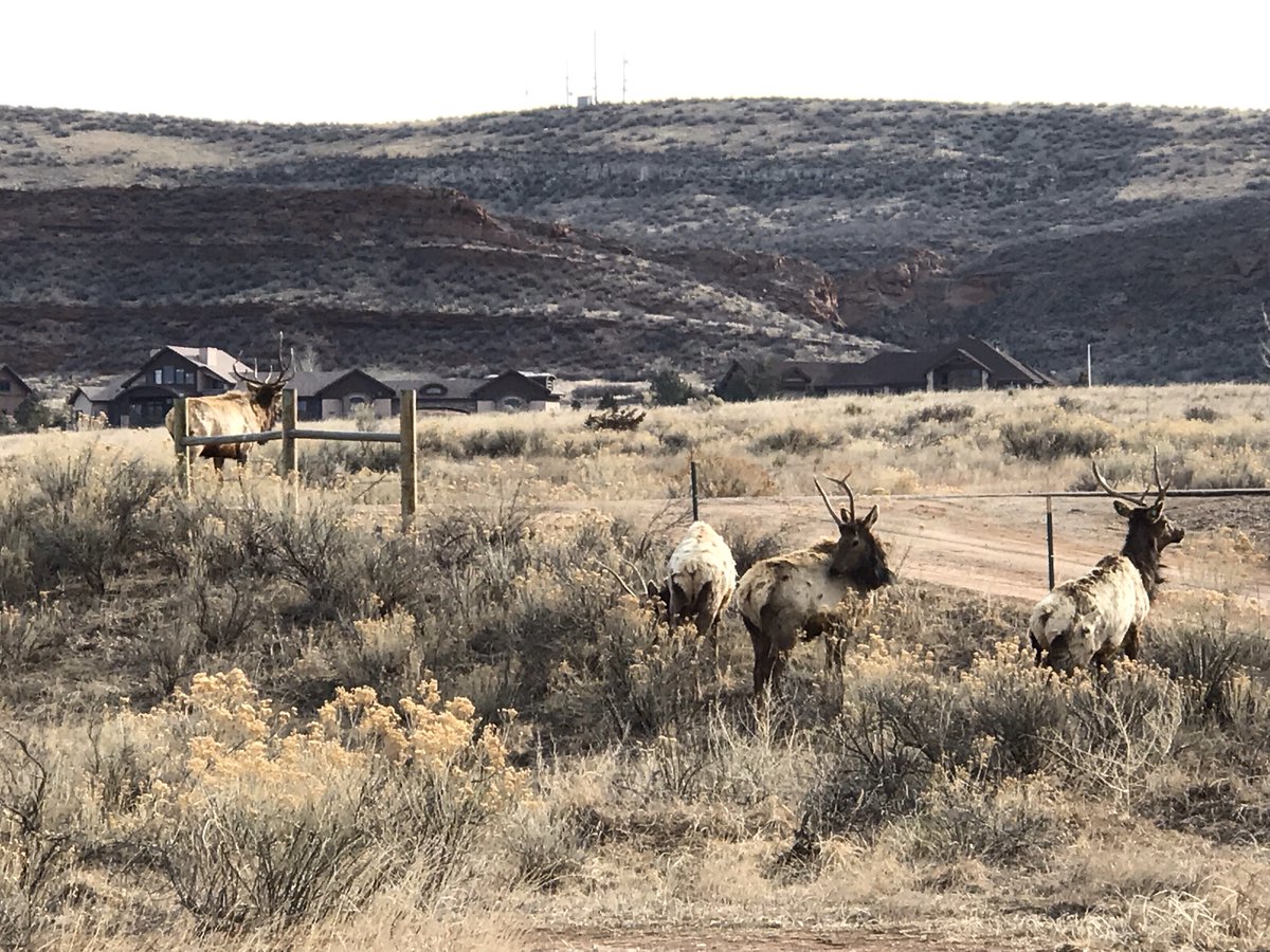 LCDNR's tweet photo. We appreciate everyone's patience as we wait for trails to dry out. Rangers are assessing trail conditions and noticed lots of cool wildlife tracks in the mud at Devil's Backbone Open Space. #LCTrails #DBBOS https://t.co/Di6pgzcyqz