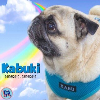 MaggieMiloPugs's tweet photo. Our dear friend Kabuki has crossed the rainbow bridge. He was a sweet boy and a fellow member of The @BrachPack. "Kabu" will be terribly missed.

Kabuki's Pug Mama is a dedicated volunteer for @PugRescueOfSac. Please consider a small donation in his honor. https://t.co/lvYwUZubqn https://t.co/bcM5TAcXex