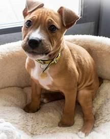 HaygateV's tweet photo. Do dogs love their toys? Scientists study if pets are like children with comfort blankets
#pets #dogs #cute #midshour #sheffieldhour #wetherbyhour #doncasterhour #westmidshour #westmidshour2 #Shireshour #Eastmidsbizhour #TelfordHour 
https://t.co/lJt50WetwP https://t.co/FKWsbceXYP