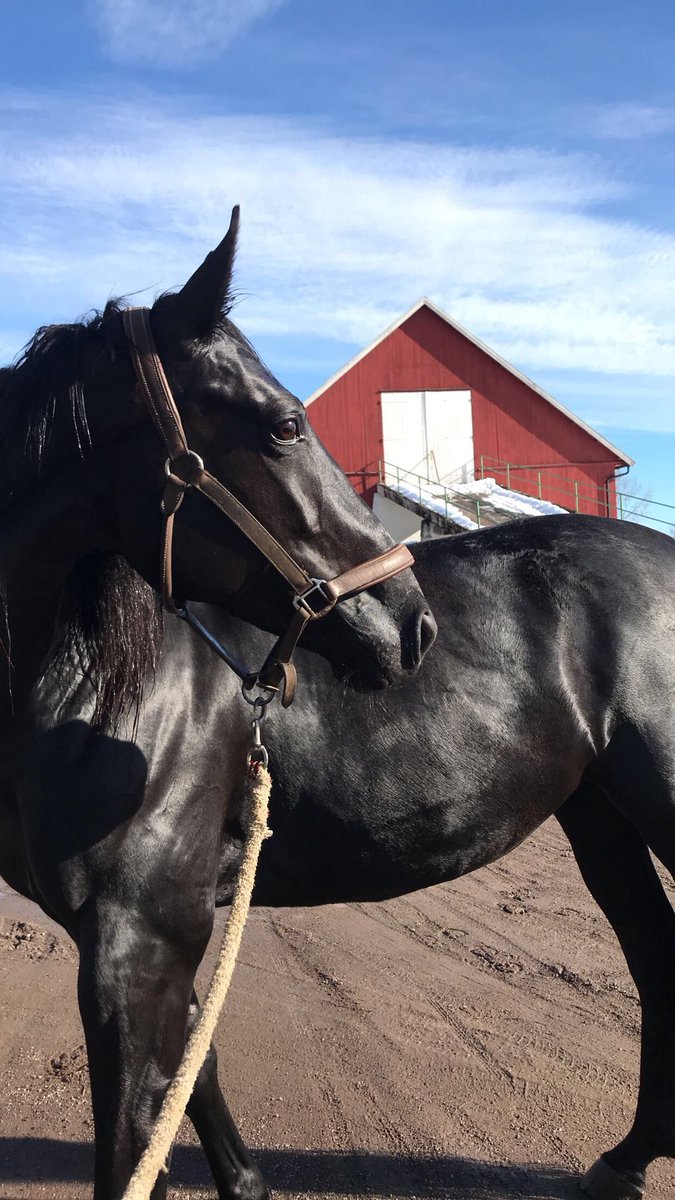 Double Dream, ca tre uker til hun får en svart hingst med hvit stjerne!(😂) Skinner like mye i dag som da hun var en løpshest. For en dame🤩