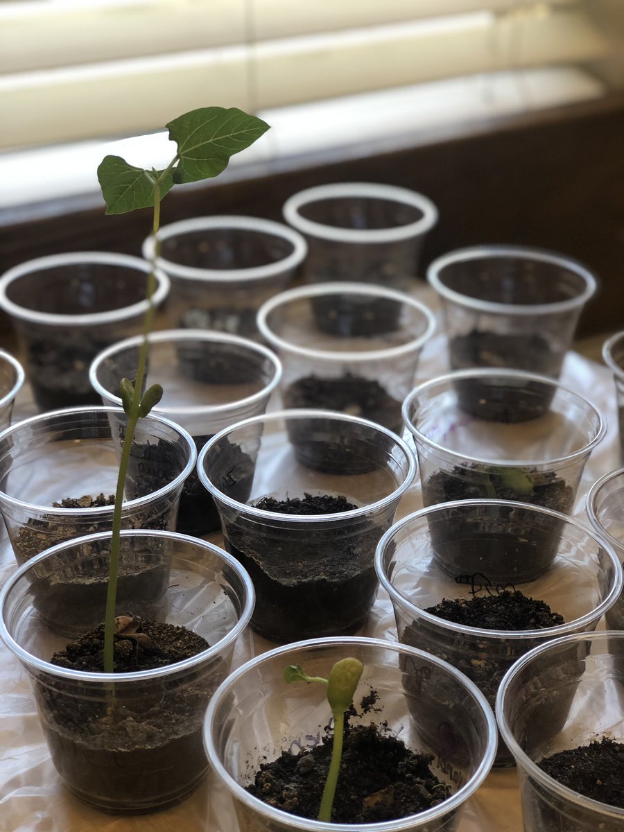 Walker_205's tweet photo. We’ve been able to explore the question “What helps plants grow?” by observing plant growth in our very own classroom. Such a fun way to learn about plant survival! 🌱@JEFCOED #JEFCOED #fourthgrade https://t.co/kQ14umOOE8