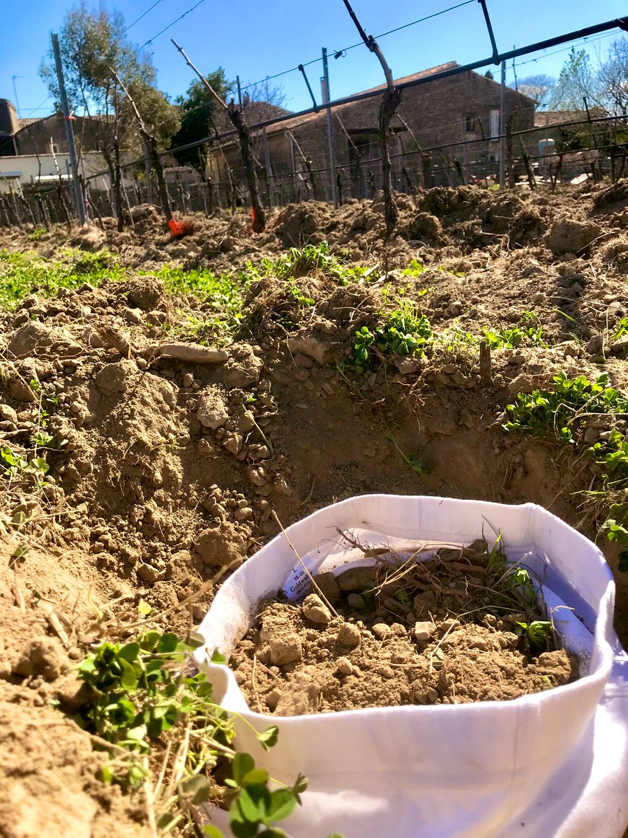 DeFavas's tweet photo. #Slip dans les vignes du #domainedefavas ! Cette après-midi nous avons enterré 3 #Slips en coton dans une rangée enherbée en #Bio, pour mesurer l’activité biologique de notre sol + analyse de sol. La suite dans 2 mois avec l’exhumation et les résultats🤞#fermedephy #Biodiversité https://t.co/7F9w6Dg39l