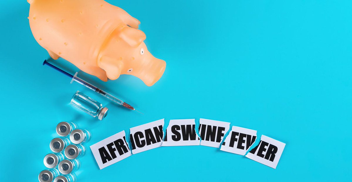 Additionally, USDA is releasing four infographics on African swine fever risk pathways, biosecurity, signs and symptoms of ASF and traveler tips. <a href="/USDA_APHIS/">USDA Animal and Plant Health Inspection Service</a> #AfricanSwineFever 

nationalhogfarmer.com/agenda/new-res…