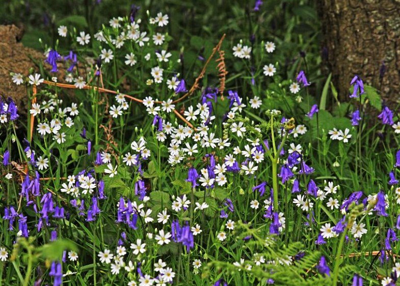 daisysdays1's tweet photo. The mind can go in a thousand directions, but on this beautiful path, I walk in peace. With each step, the wind blows. With each step, a flower blooms. 

~Thich Nhat Hanh~ https://t.co/ihKULVTKKr