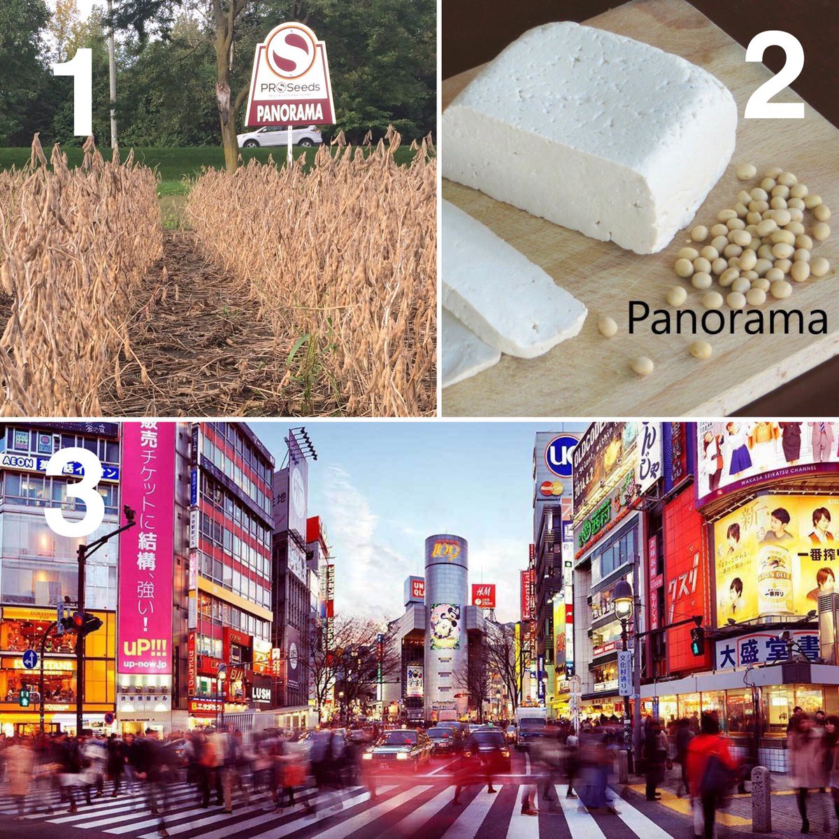 Guillaume_agr's tweet photo. Hey toi! Tu es producteur? Tu veux te rendre utile? Nos amis japonais ont besoin de toi pour produire du Panorama qu'ils pourront transformer en tofu.
Excellente variété, bon rendement, bonne tenue, bonne tolérance à la sclérotinia. 2600 utm.
@Sevita_PROSeeds #soya #alimentation https://t.co/8UJxuz7GNi