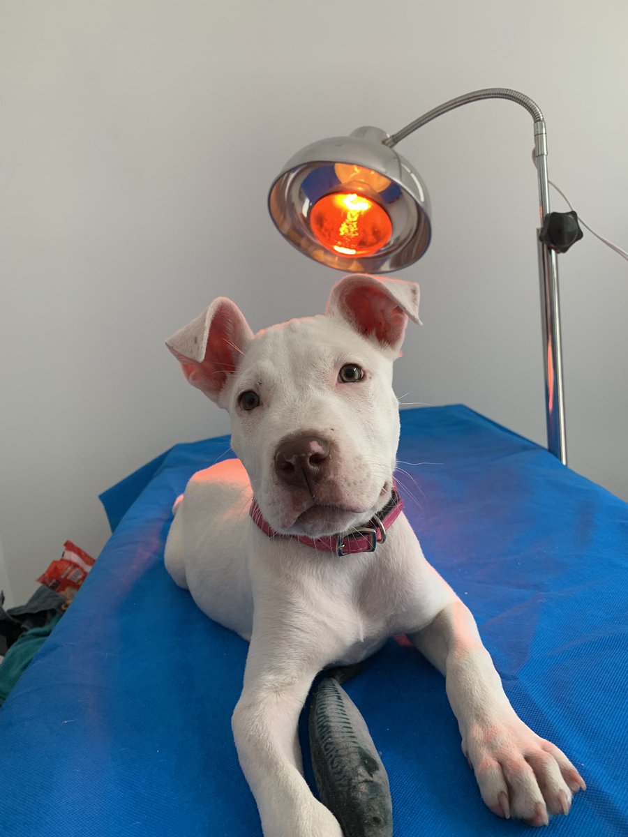 fisioferdb's tweet photo. 🐶Fisioterapia veterinaria 🐶
¡Por qué nuestros amigos peludos también lo necesitan!
#rehabilitacion #fisioterapia #doggie #perro #osteopatia #veterinaria #fisioterapia https://t.co/icNF4cHUKX