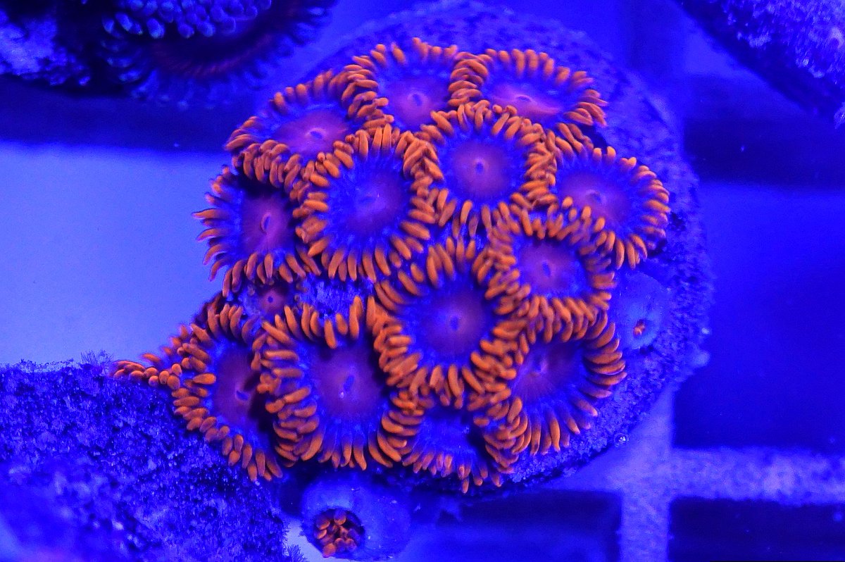 ReefSwiss's tweet photo. Zoa Mania
Swiss Rainbow Reef Ag https://t.co/e2xltKOd15