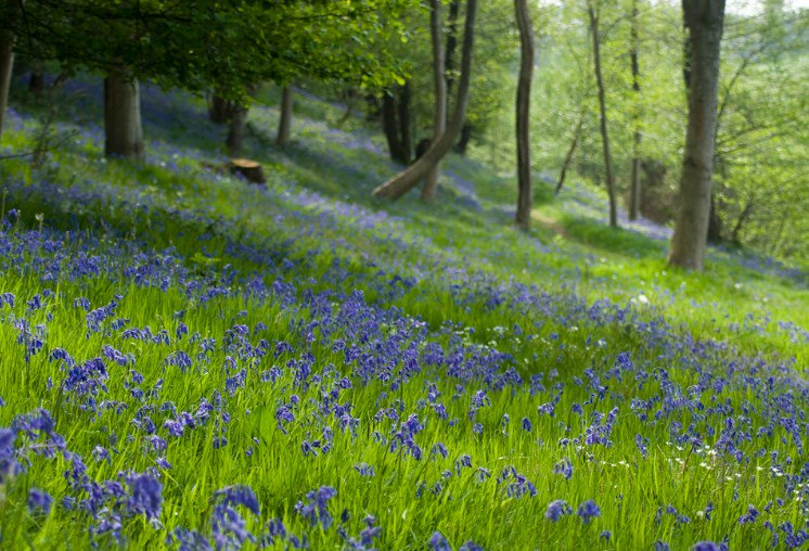 daisysdays1's tweet photo. The mind can go in a thousand directions, but on this beautiful path, I walk in peace. With each step, the wind blows. With each step, a flower blooms. 

~Thich Nhat Hanh~ https://t.co/ihKULVTKKr