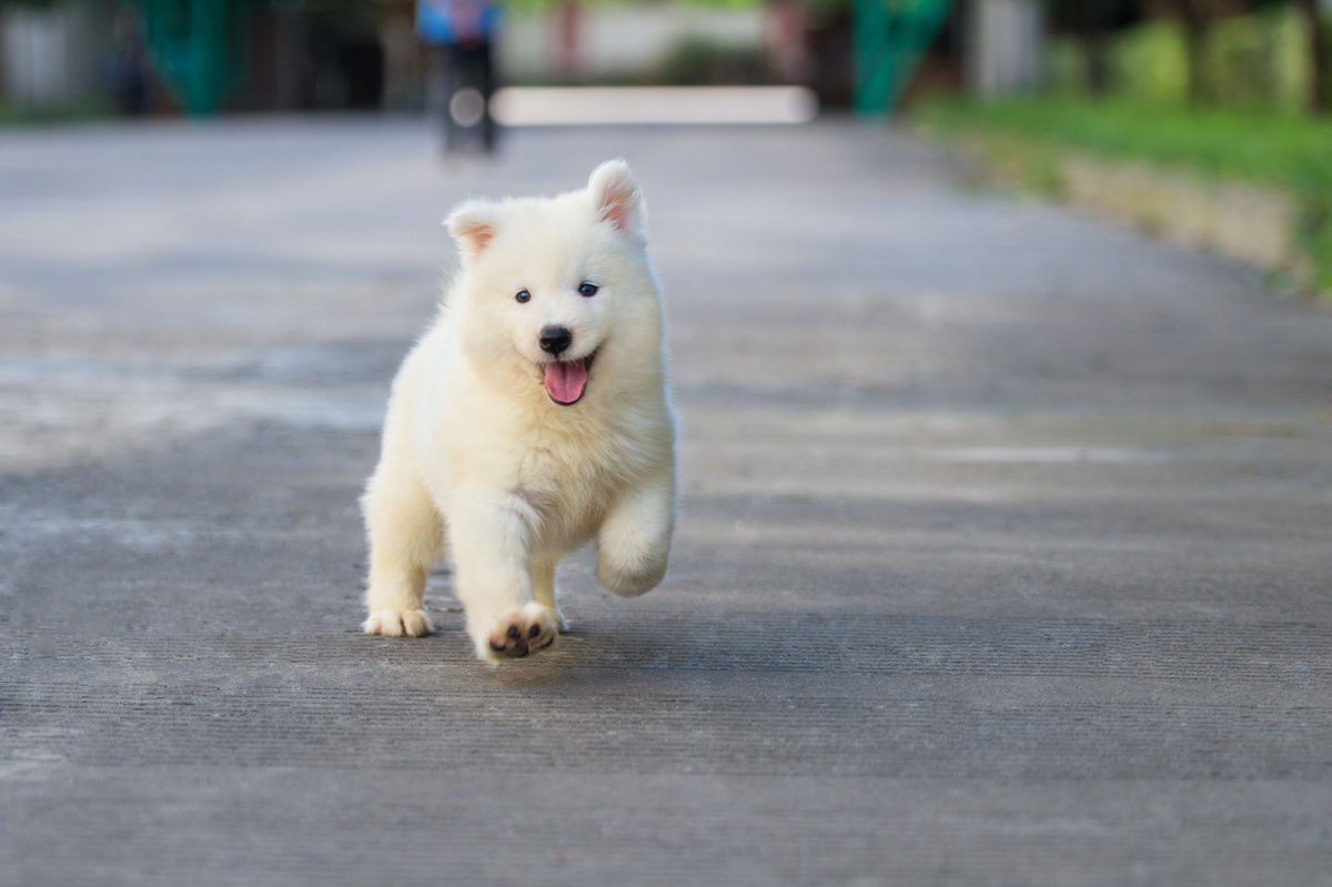 Puppy Development From 8 to 12 Weeks buff.ly/2HFqR1T