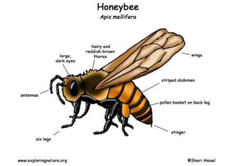 BeesBeezine's tweet photo. The bees stinger is called an ovipositor. https://t.co/dQka11C0Z8