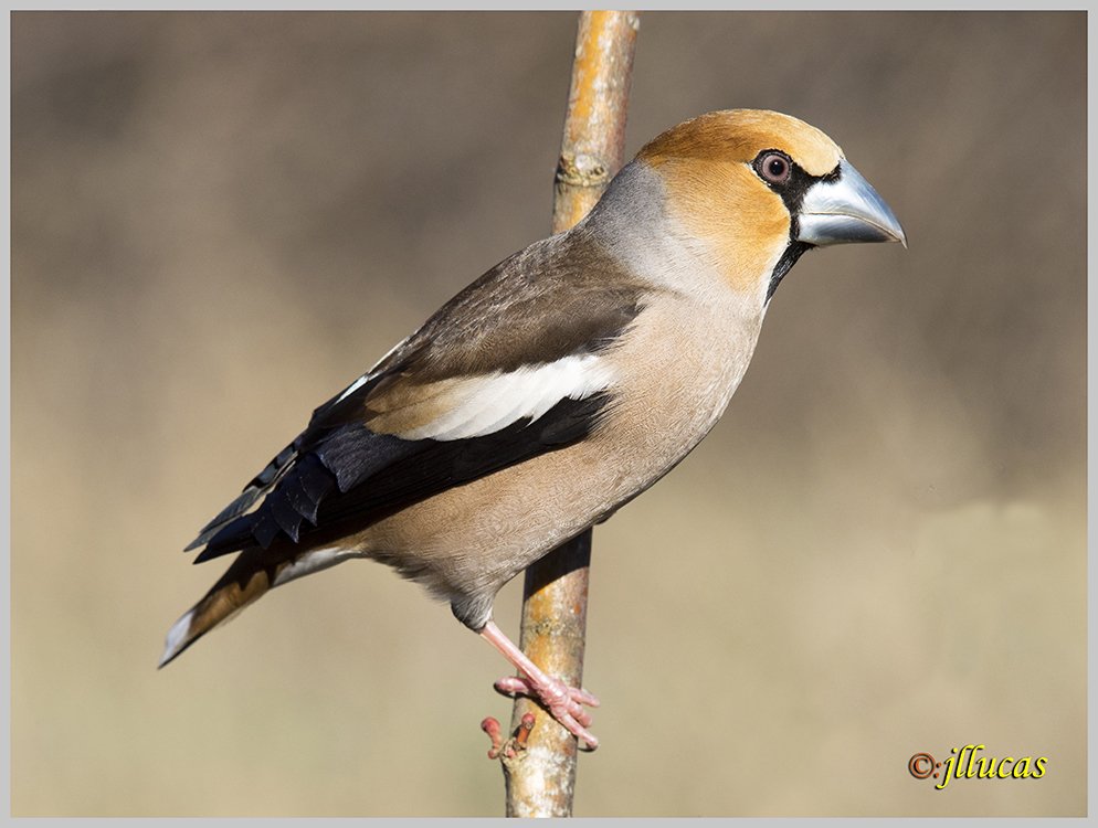 Picogordo
(Coccothraustes coccothraustes)
 #ZascandileandoPorCLM #Parquenaturalserraniadecuenca #cuencaesunica #Cuenca #zascandileandoporcuenca #descubrecuenca #igerscuenca