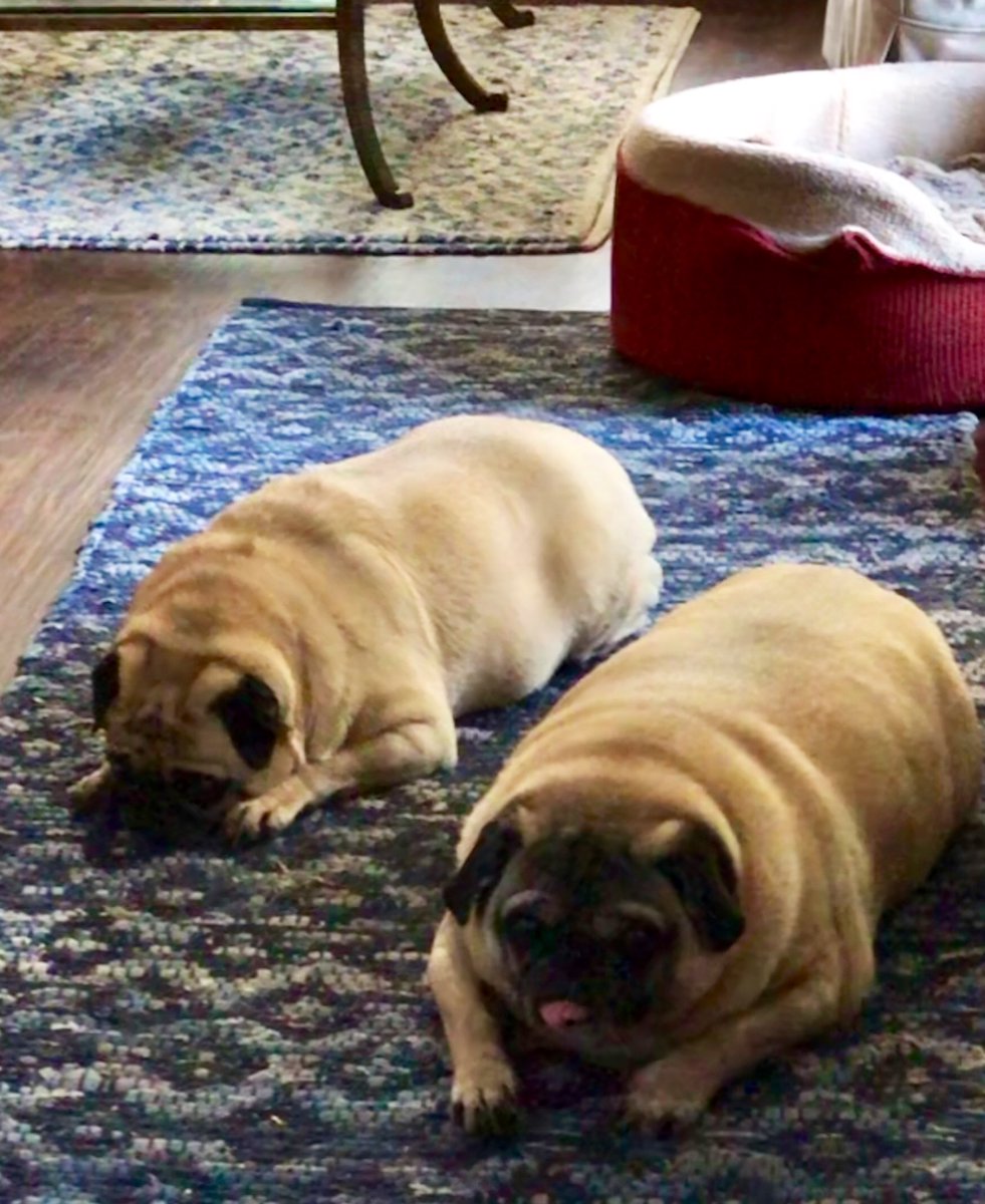 LisaAlesci's tweet photo. Mom, for Godโs sake shake a leg & finish up work. We are bored shitless!! #DougAndDaniel #PugsOfTwitter #AdoptDontShop https://t.co/SBb3FChgmr
