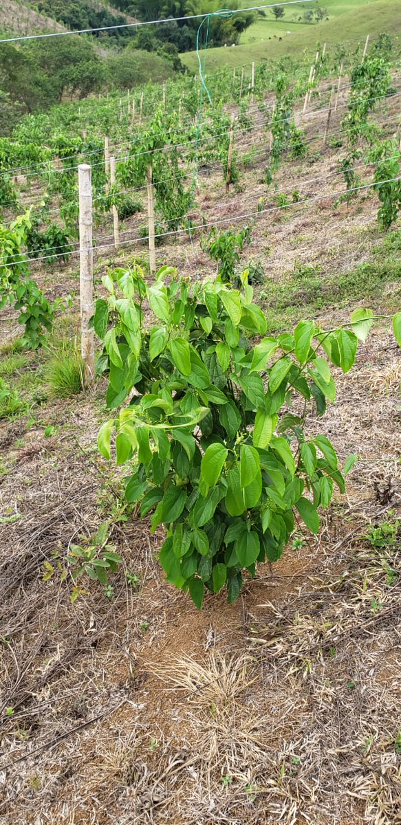 Sabías que!
Cualquier agricultor u horticultor puede llevar a cabo el método de agricultura Biodinámica, aunque sea poco hábil o experimentado. Sólo necesita hacer los escasos esfuerzos que aprenderás en nuestro seminario Sacha Inchi un negocio rentable.
#AgriculturaBiodinamica