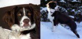 OneStopAllDogs's tweet photo. STILL MISSING 7/2/2011: OSCAR
Male Springer Spaniel X Collie
#DeLank, near #StBreward, #Bodmin, #Cornwall, PL30 4NN
Adult. Liver and White Now 9 years old
Please Contact 07751208298/07939726019 With Any Information https://t.co/krc7ZIeDP9