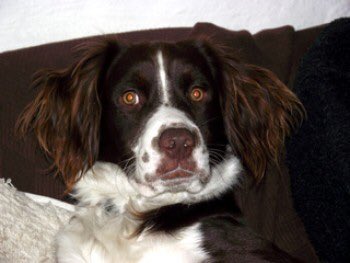 OneStopAllDogs's tweet photo. STILL MISSING 7/2/2011: OSCAR
Male Springer Spaniel X Collie
#DeLank, near #StBreward, #Bodmin, #Cornwall, PL30 4NN
Adult. Liver and White Now 9 years old
Please Contact 07751208298/07939726019 With Any Information https://t.co/krc7ZIeDP9