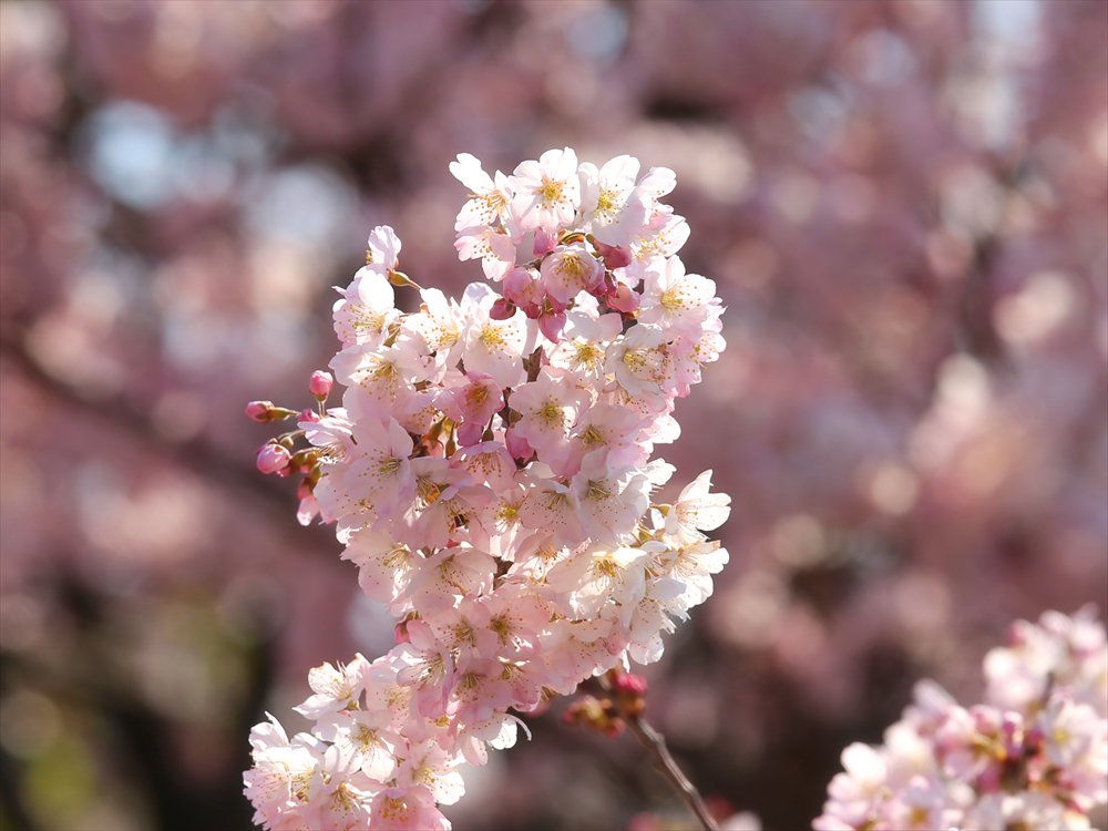 春めき桜