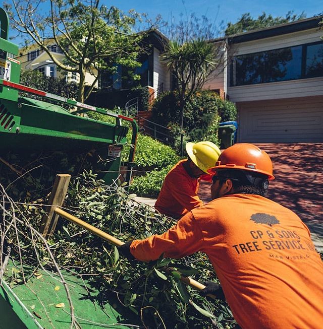 CP &amp; Sons Tree Service at your service 24/7🙌🏻