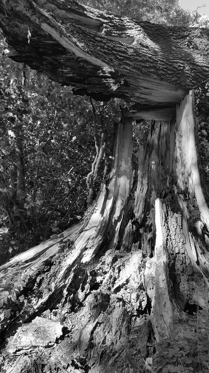 BorderlandCally's tweet photo. @LeRoiHaptalon just found these pics. Off another memory card #Monochrome #playingabout https://t.co/ycppsVsowO