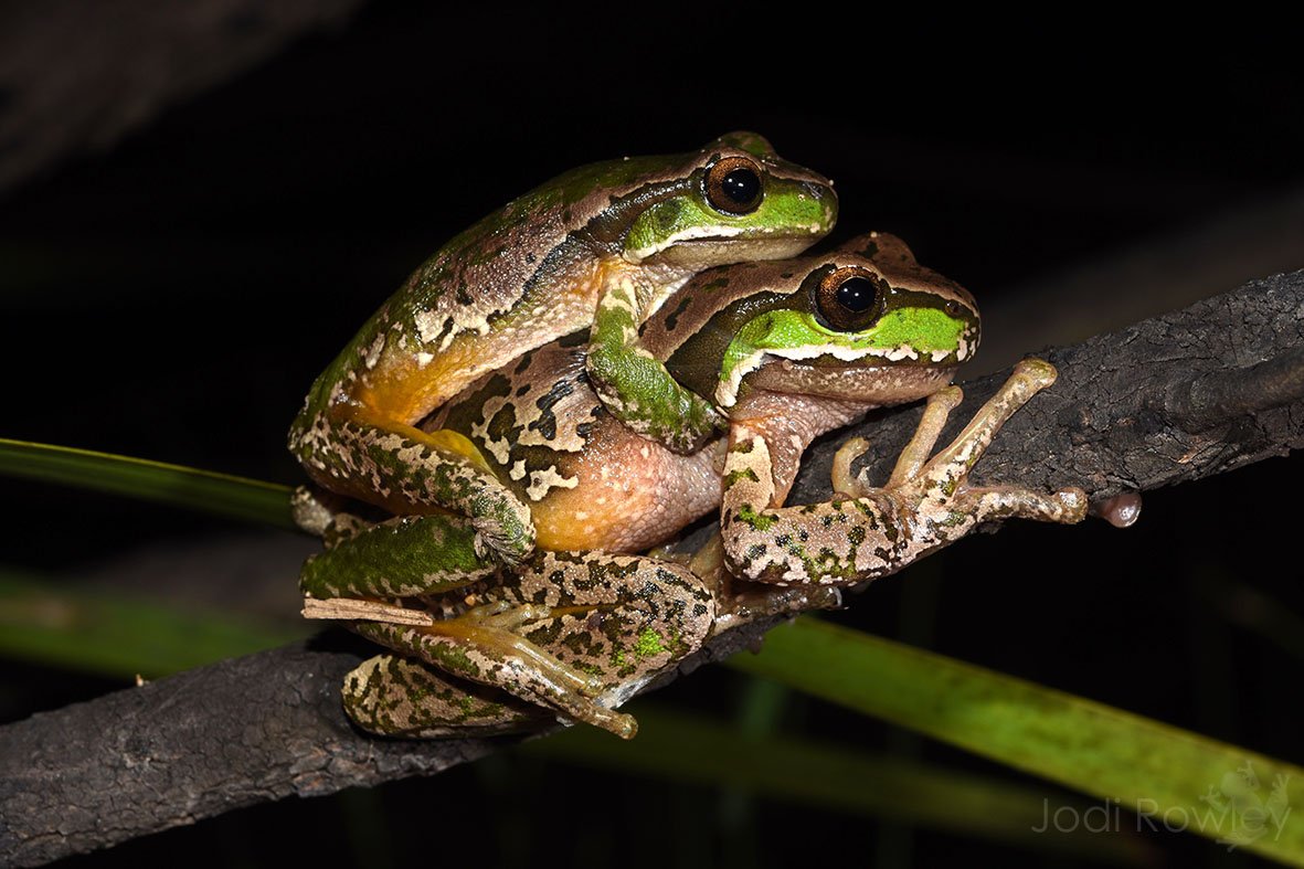 в тесноте да