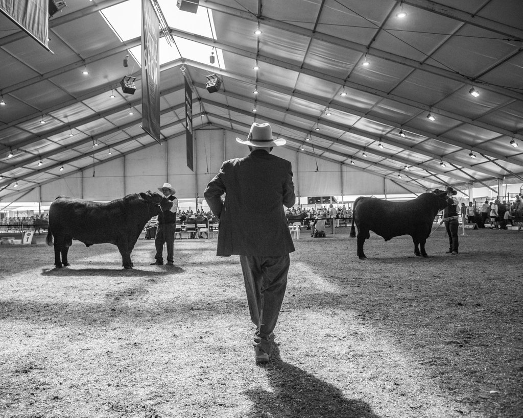 pinecreekangus's tweet photo. The countdown is on #SydneyRoyalEasterShow #100YearsofAngusAustralia #AngusAustralia https://t.co/gPJmdK2iKK