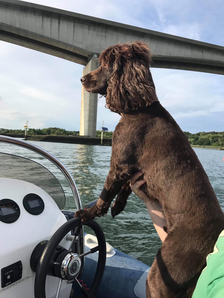 ClubHaven's tweet photo. Teach the dog to Helm so the crew can drink some beers #dog #helm #crew #orwell https://t.co/0Fc4dCOTAi