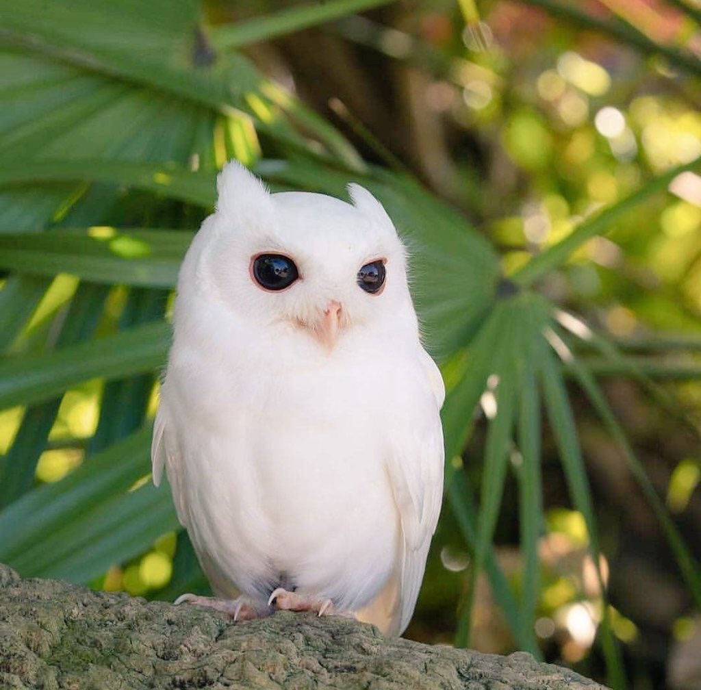 Ammara Sheikh on X: How beautiful 'Ullu ka patha' 😍😘  t.coeXDeEAIm9h  X